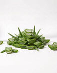 Aloe Vera Gel