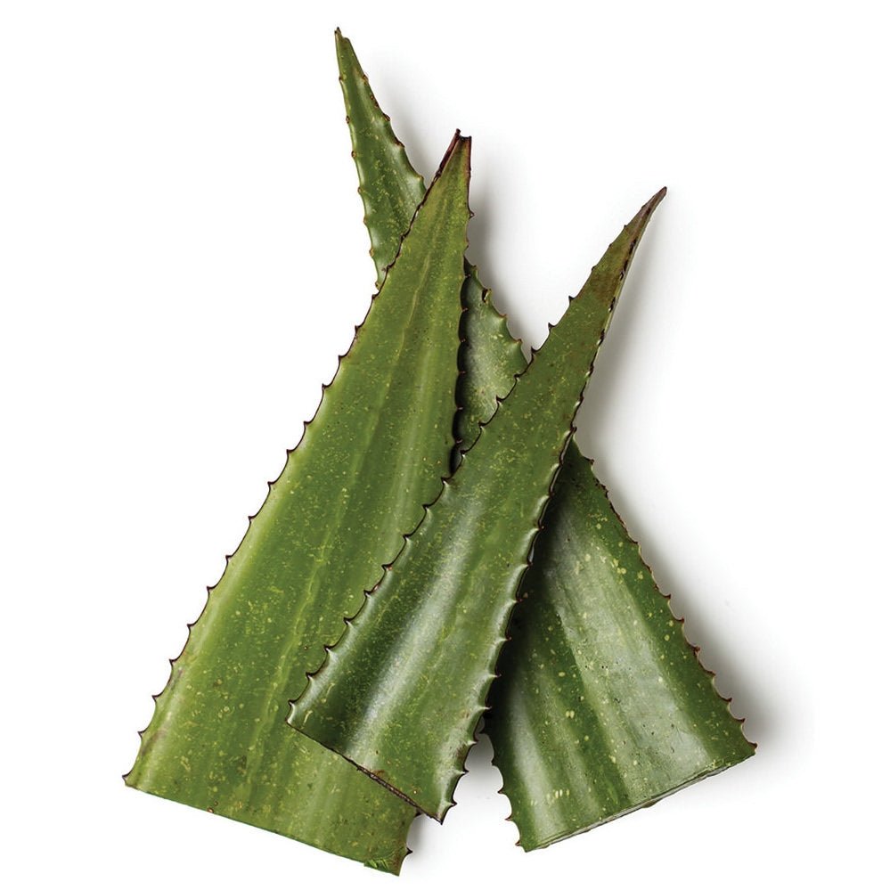 Pure Aloe Vera Juice for Skin Hair Care The Skin Science Company The SkinScience Company