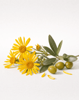 Arnica Infused Oil - The SkinScience Company