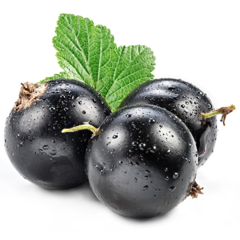 Blackcurrant Seed Oil - The SkinScience Company