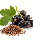 Blackcurrant Seed Oil - Wholesale - The SkinScience Company