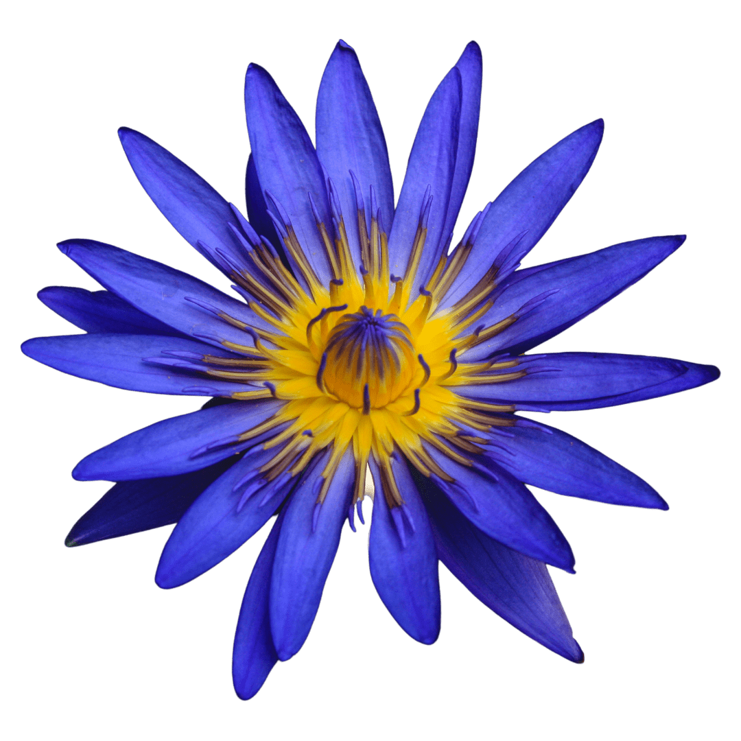 Blue Lotus Oil - The SkinScience Company