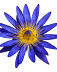 Blue Lotus Oil - The SkinScience Company