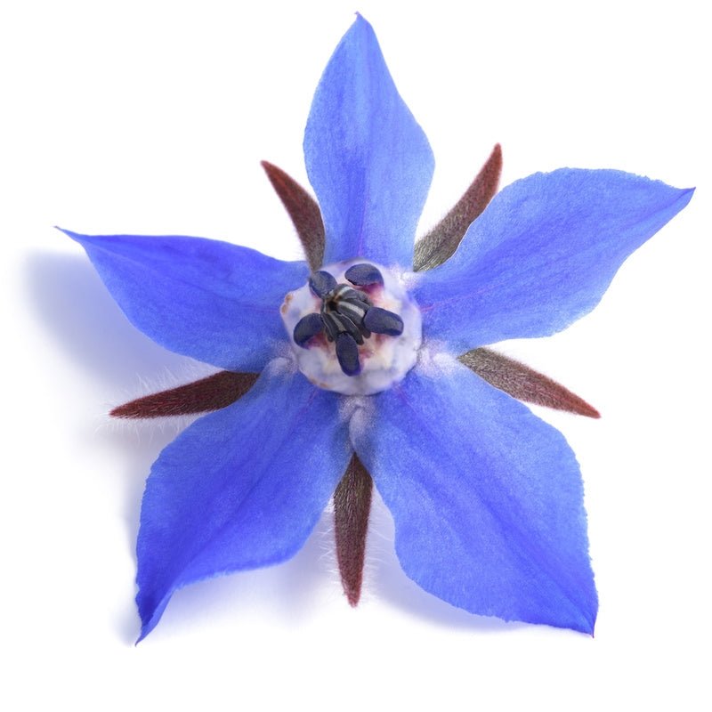 Borage Butter - The SkinScience Company