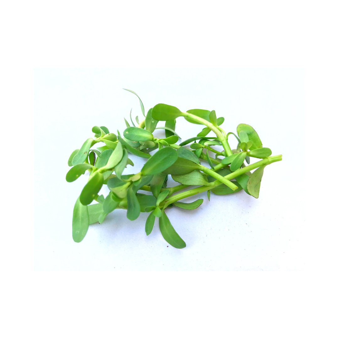 Brahmi Oil - The SkinScience Company