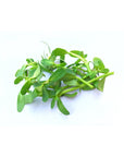 Brahmi Oil - The SkinScience Company