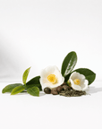 Camellia Tea Oil - The SkinScience Company