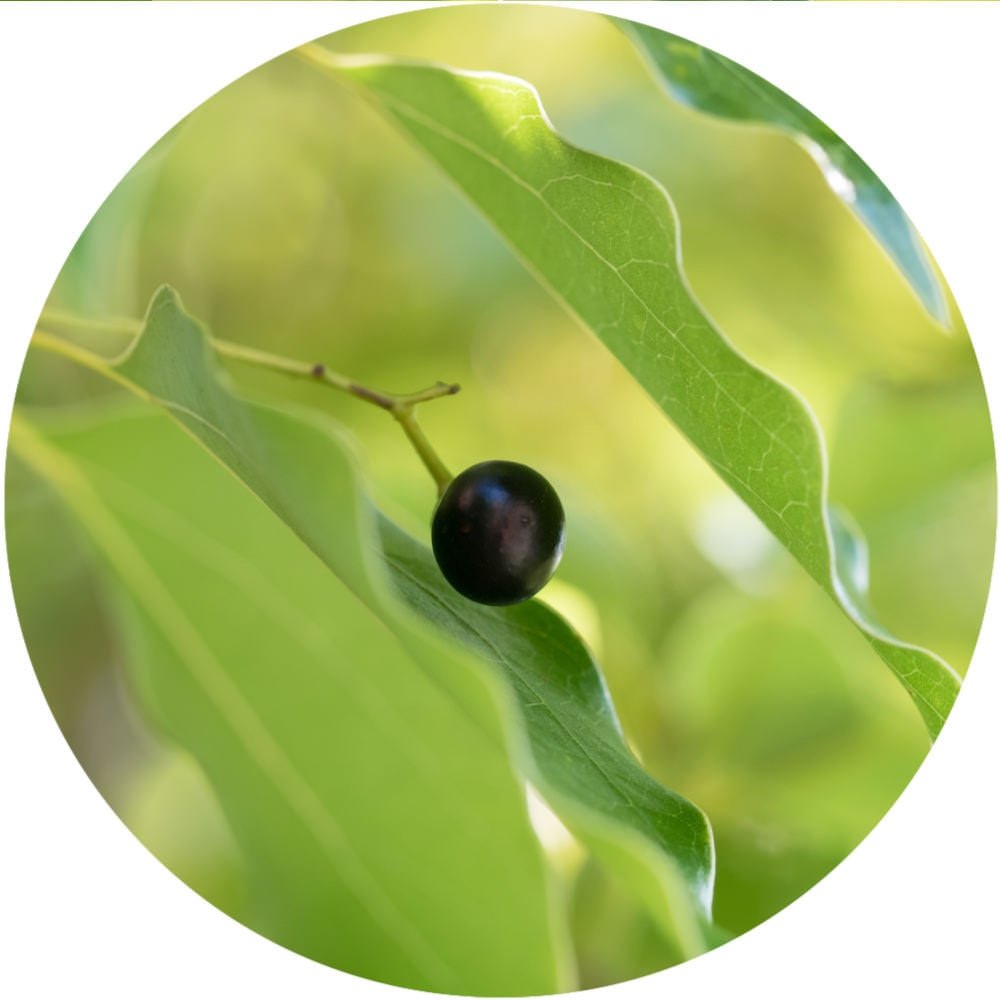 Camphor White Essential Oil - The SkinScience Company
