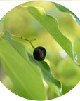 Camphor White Essential Oil - The SkinScience Company