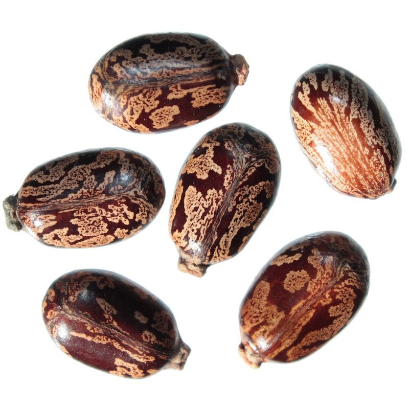 Castor Oil - The SkinScience Company