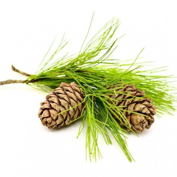Cedarwood Essential Oil - The SkinScience Company