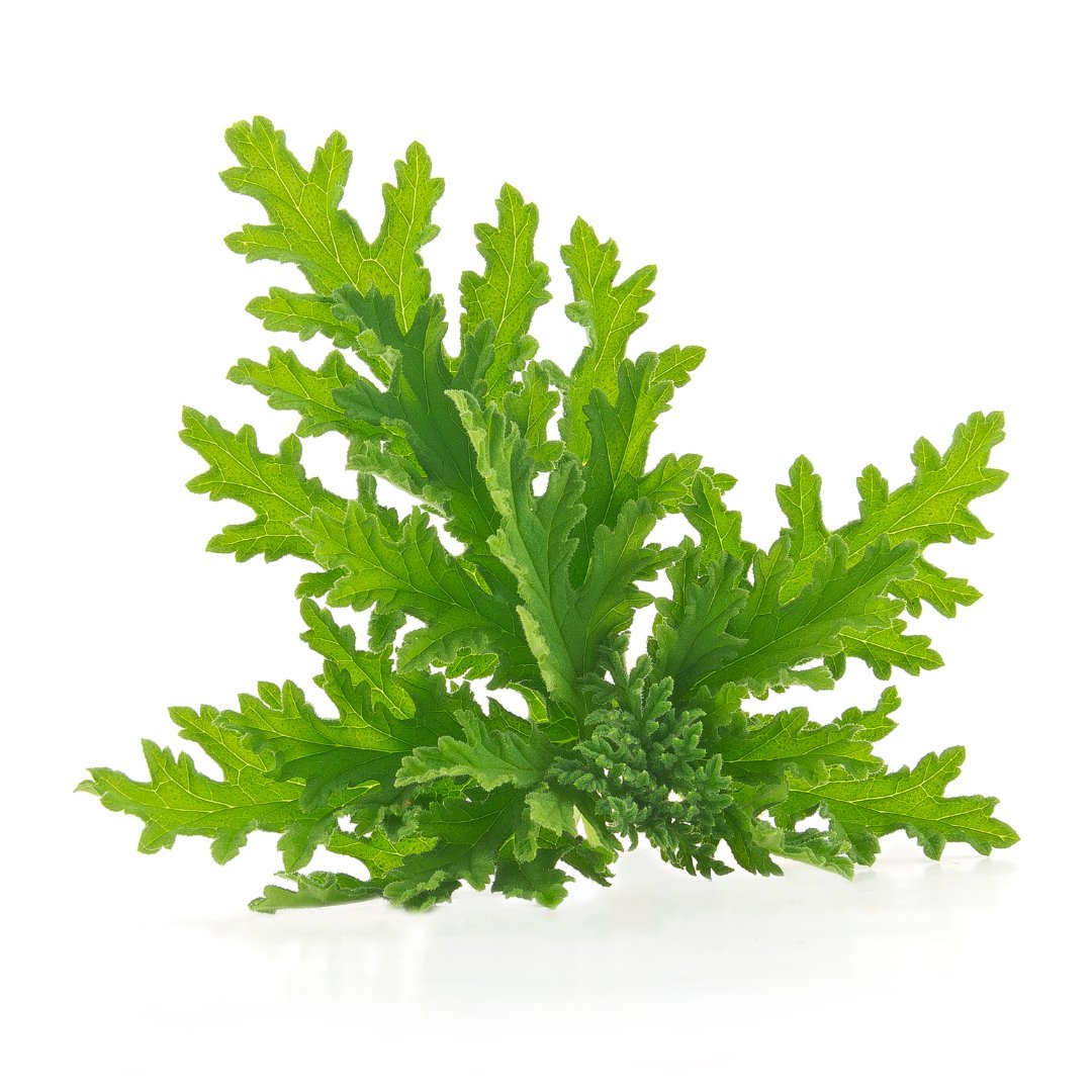 Citronella Essential Oil - The SkinScience Company