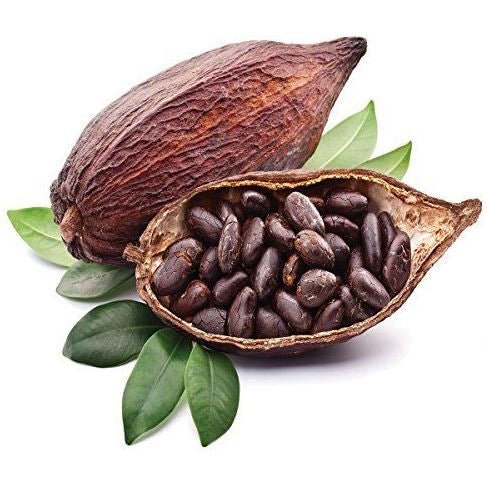 Cocoa Bean Oil - The SkinScience Company