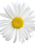 Daisy Flower Oil - The SkinScience Company