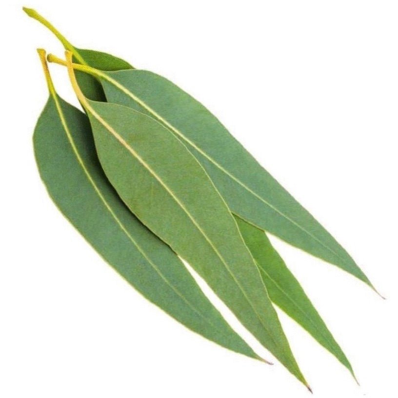 Eucalyptus Essential Oil - The SkinScience Company