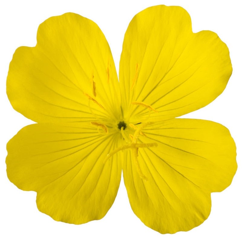 Evening Primrose Oil - The SkinScience Company