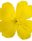 Evening Primrose Oil - The SkinScience Company