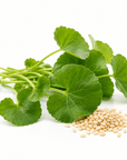 Gotu Kola Oil - Wholesale - The SkinScience Company