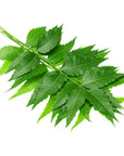 Neem Oil - Wholesale - The SkinScience Company