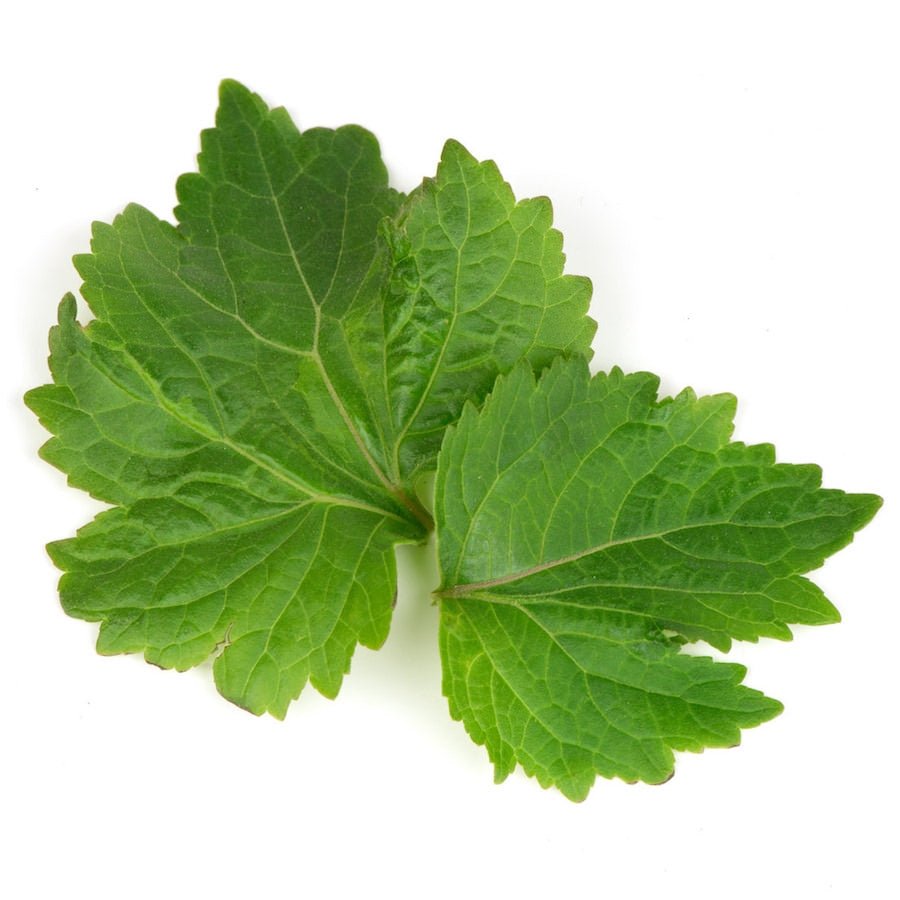 Patchouli Essential Oil - The SkinScience Company