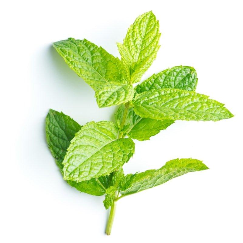 Peppermint Essential Oil - The SkinScience Company