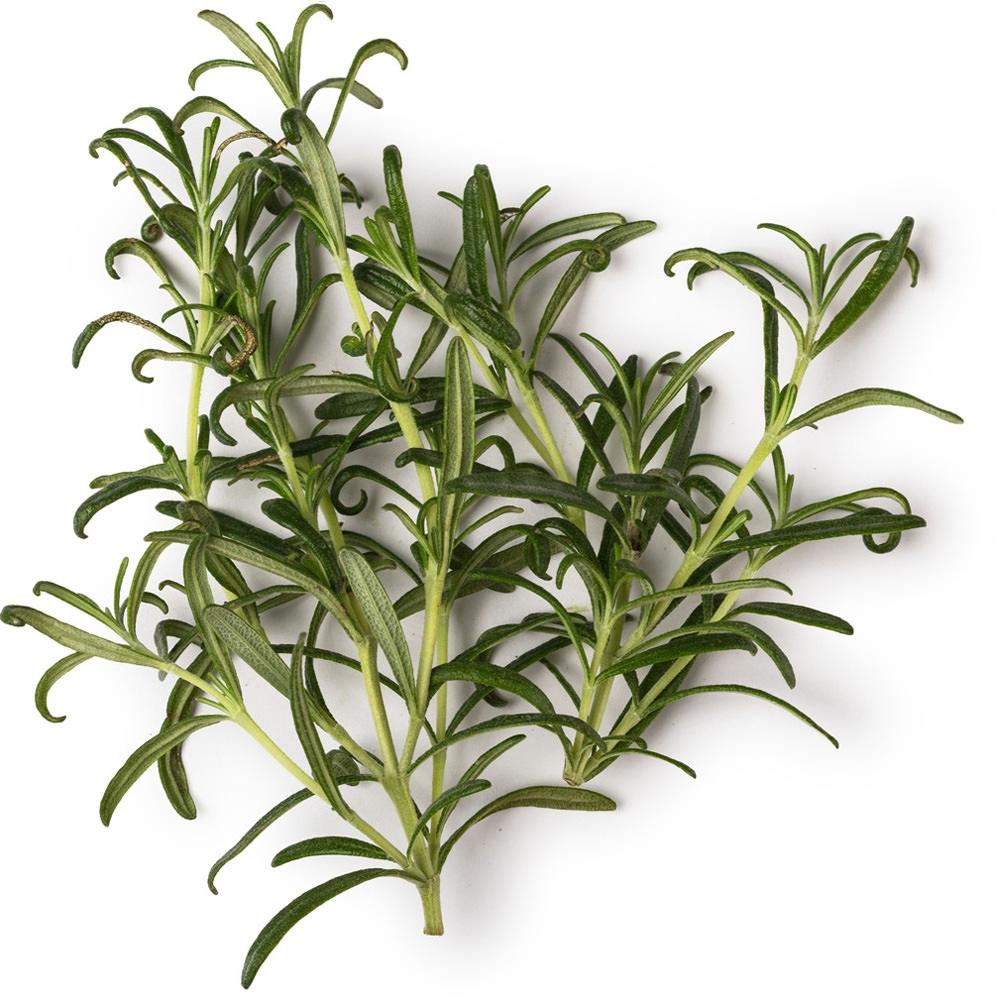 Rosemary Oil - The SkinScience Company