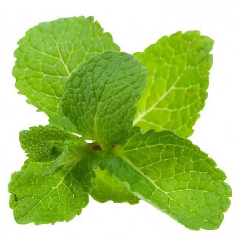 Spearmint Essential Oil - The SkinScience Company