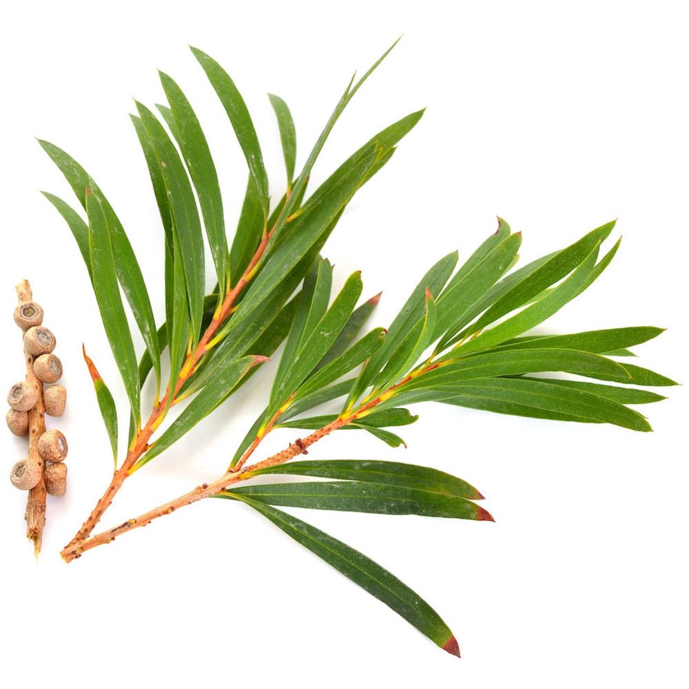 Tea Tree Essential Oil - The SkinScience Company