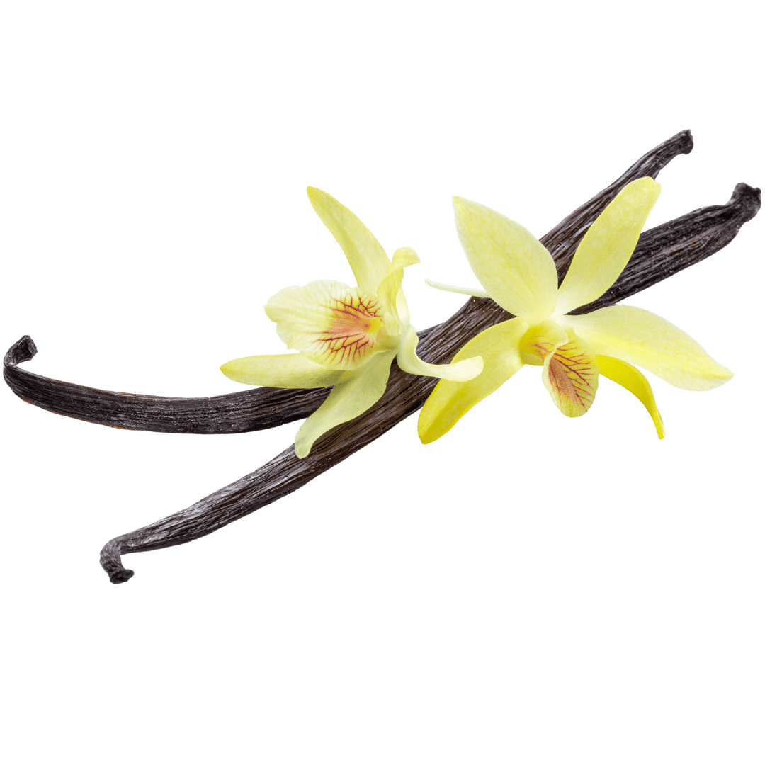Vanilla Infused Oil - Wholesale - The SkinScience Company