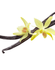 Vanilla Infused Oil - Wholesale - The SkinScience Company