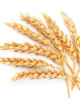 Wheatgerm Oil - Wholesale - The SkinScience Company