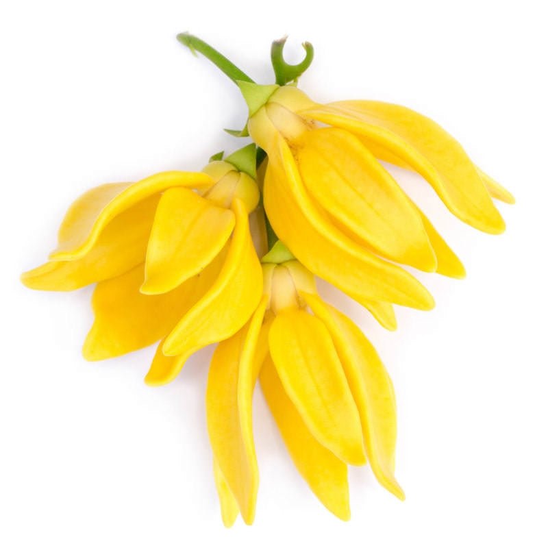 Ylang Ylang Essential Oil - The SkinScience Company