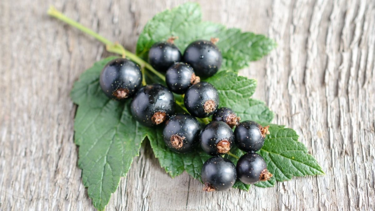 Blackcurrant Seed Oil: The Natural Skincare Secret You Need for Radiant, Healthy Skin - The SkinScience Company