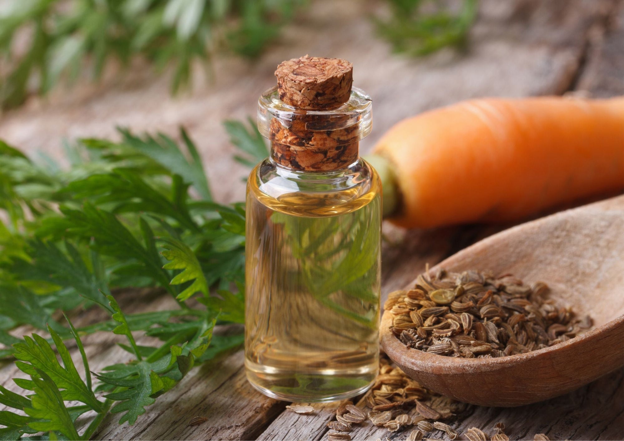 Carrot Seed Oil - The SkinScience Company