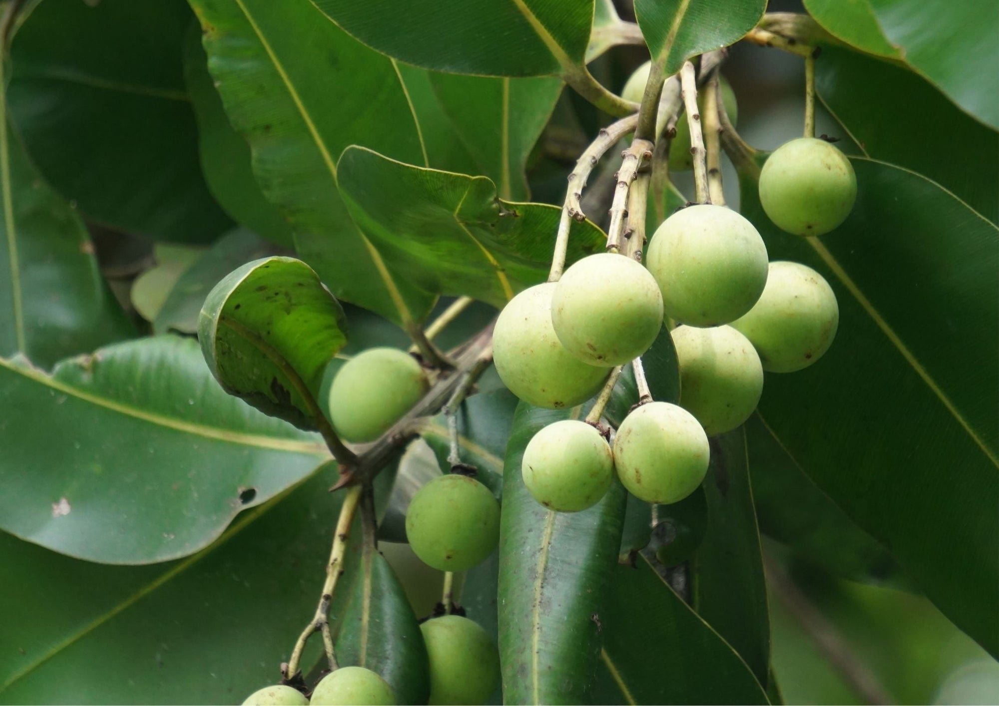 Tamanu Oil - The SkinScience Company