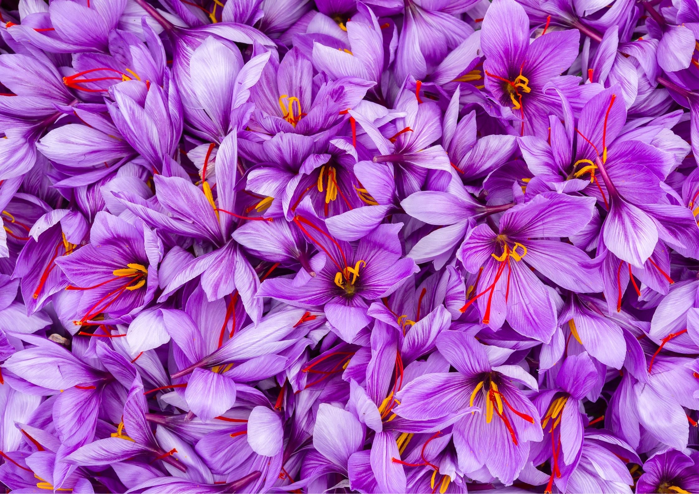 WHAT ARE THE TOP SAFFRON OIL BENEFITS – The SkinScience Company