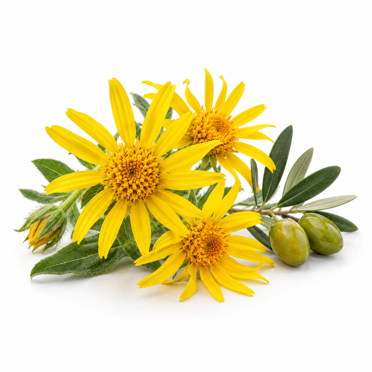 Yellow arnica flowers with a secondary olive sprig, representing arnica infused in olive oil, on a white background.
