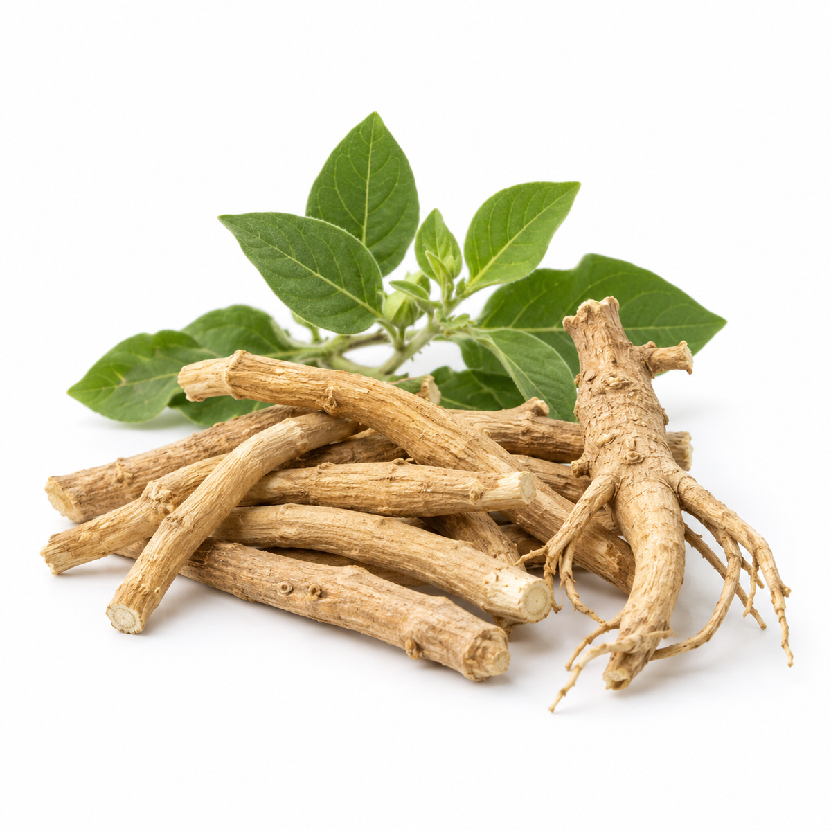 Ashwagandha roots and a leaf sprig on a white background.
