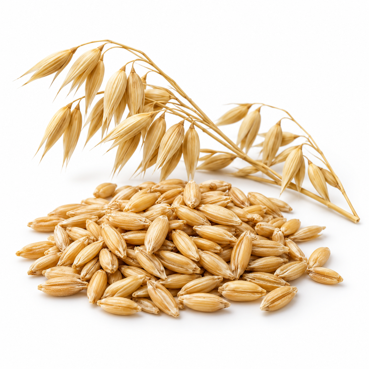 Oat kernels and panicles, source of oat kernel oil
