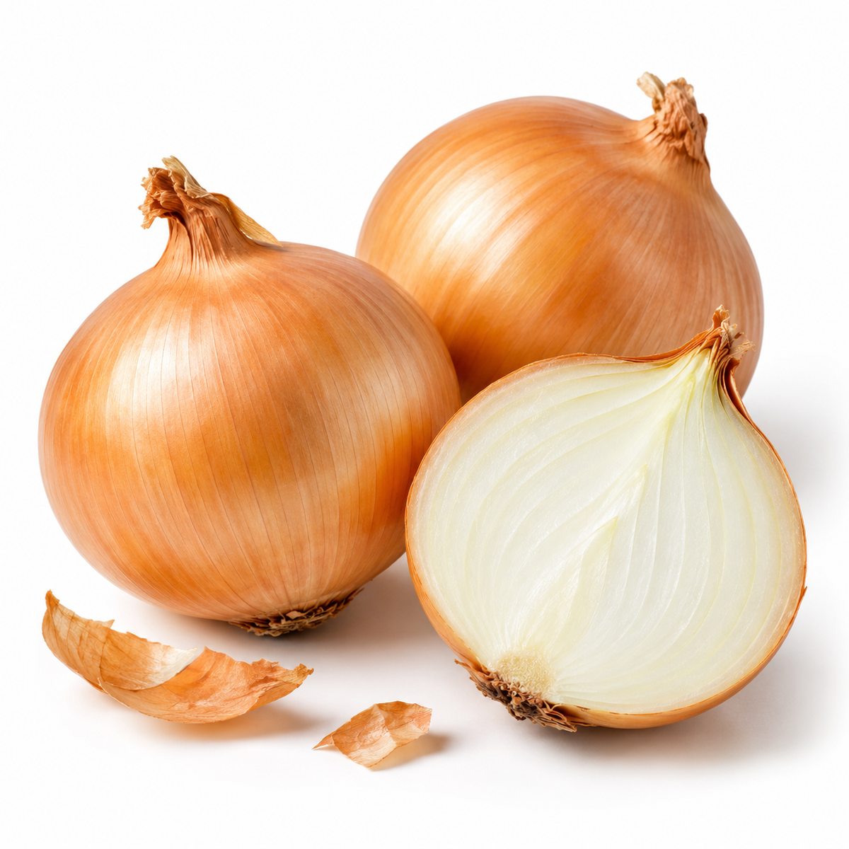 Onion bulbs, source of onion bulb oil