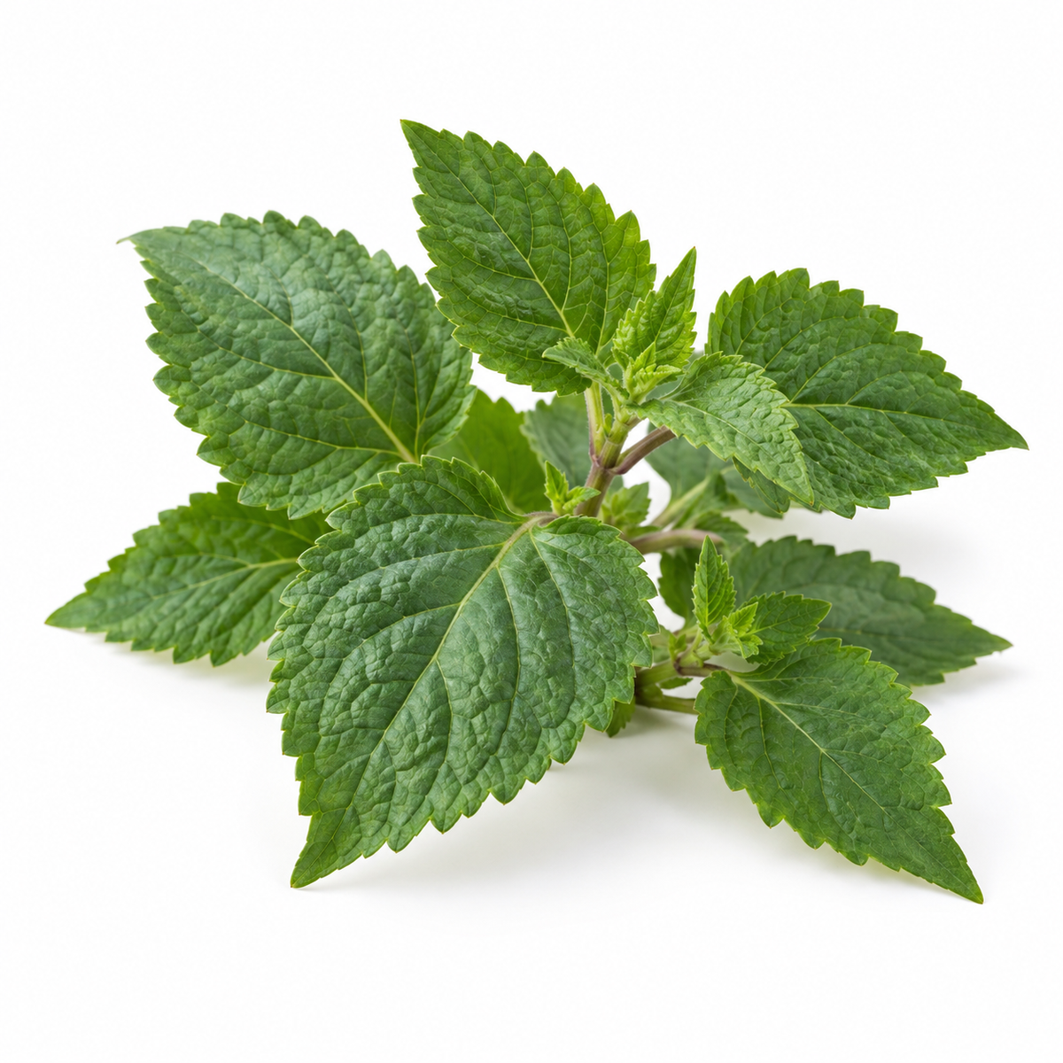 Patchouli leaves, source of patchouli essential oil