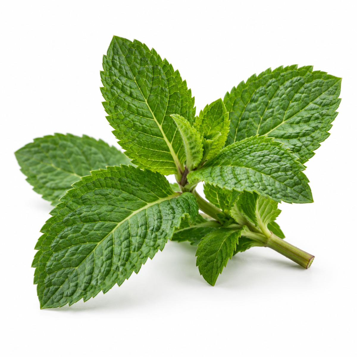 Peppermint leaves, source of peppermint essential oil