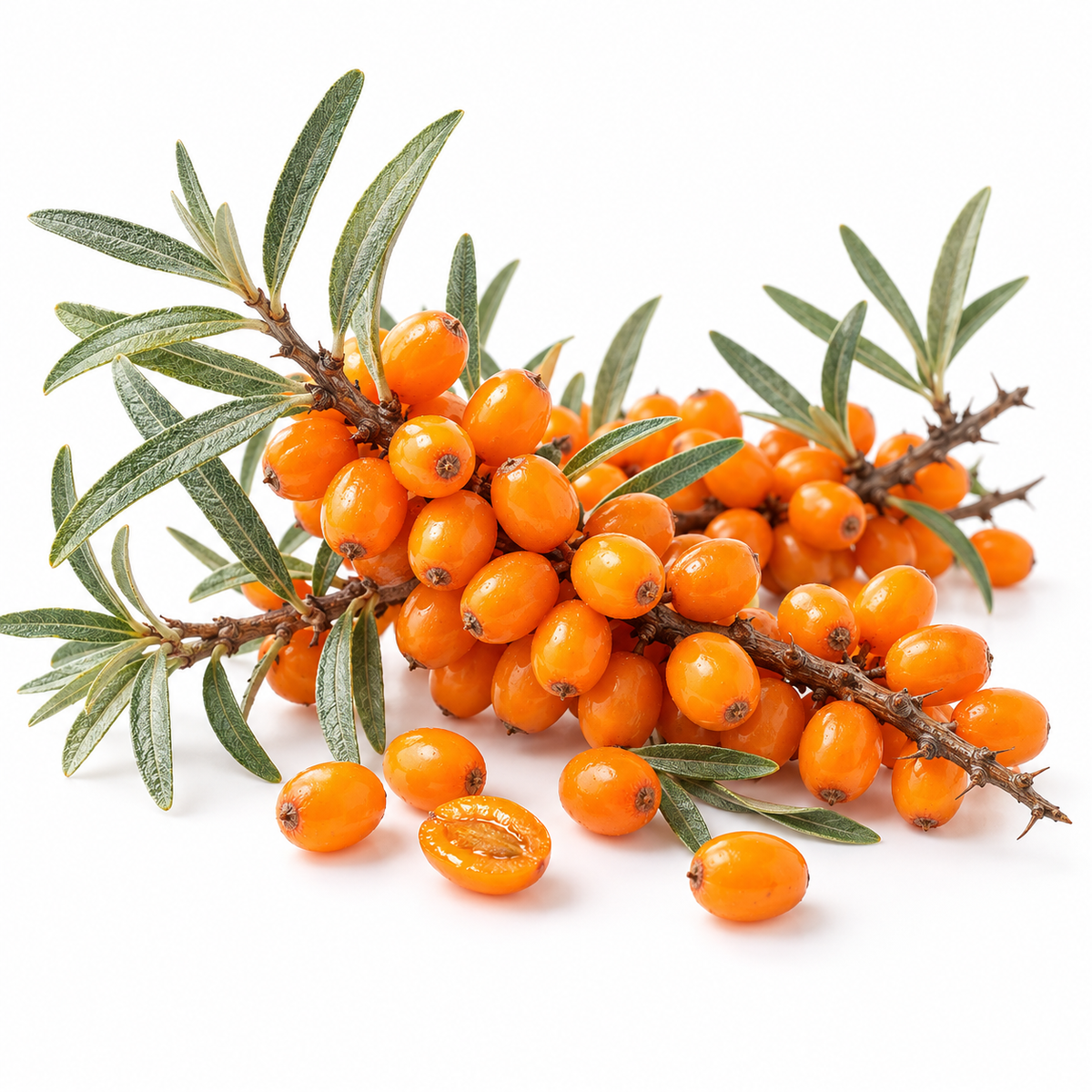 Sea buckthorn berries and fruit, botanical source of sea buckthorn fruit oil