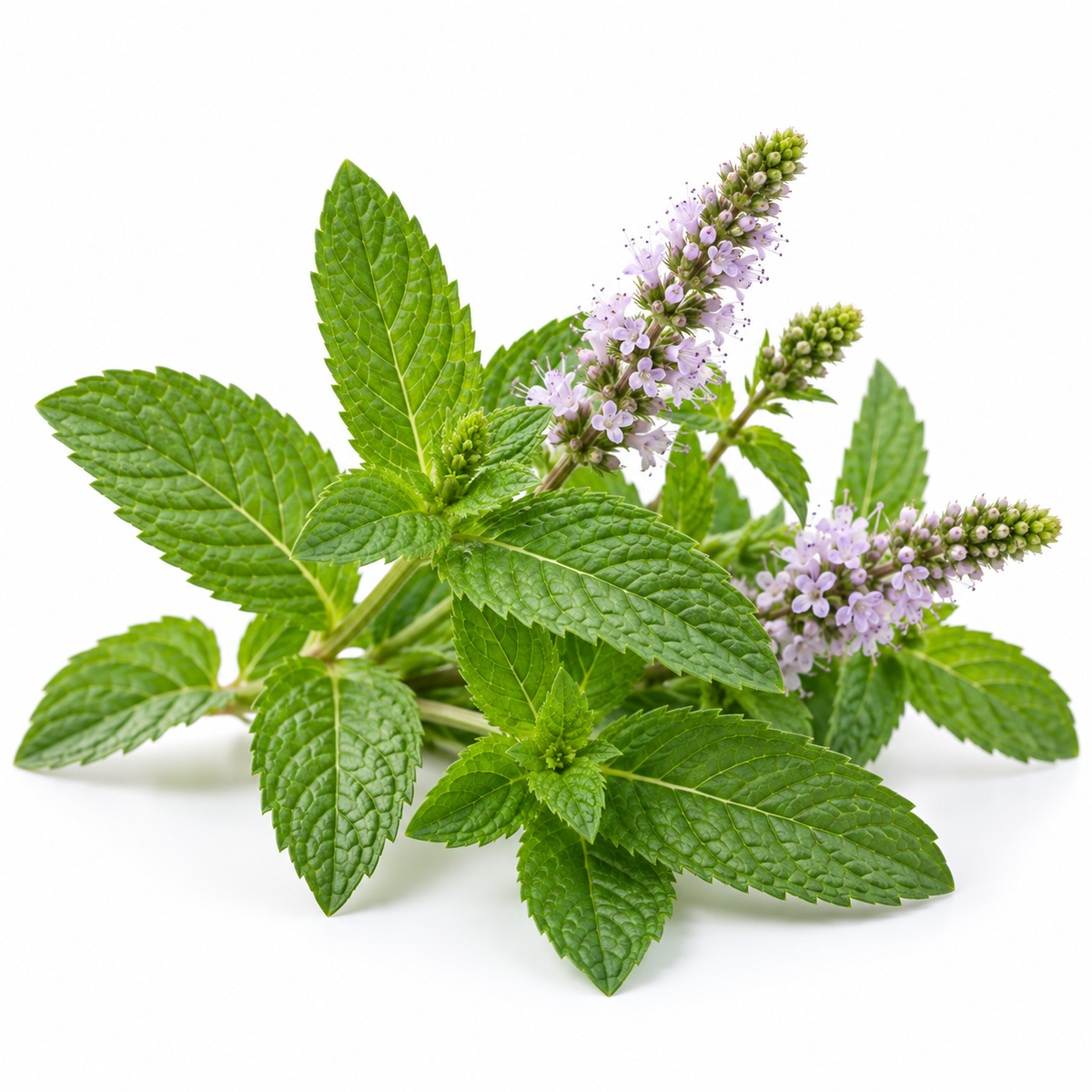 Fresh spearmint leaves and flower spikes, botanical source of spearmint leaf oil