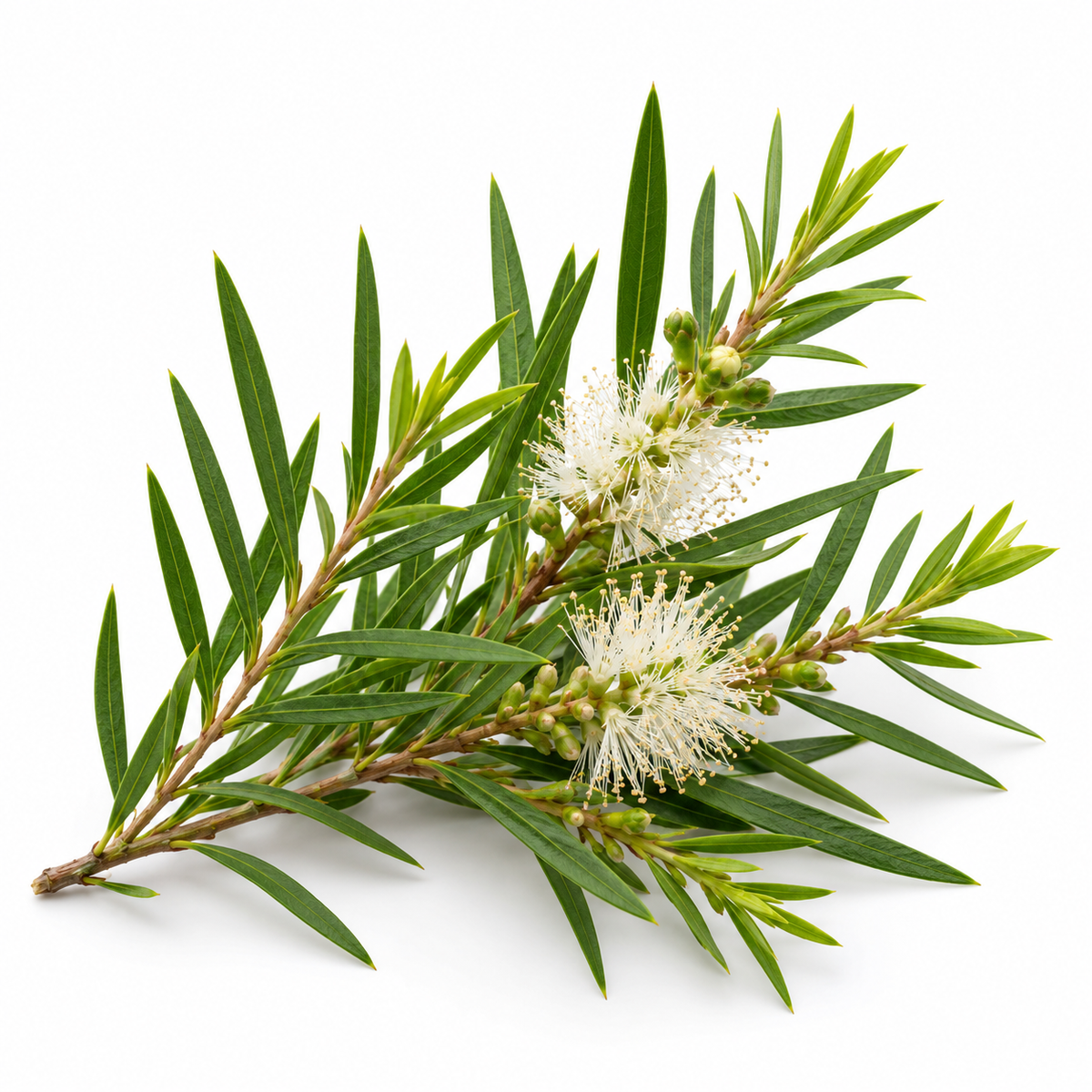 Melaleuca alternifolia tea tree leaves and flowers, source of tea tree leaf oil