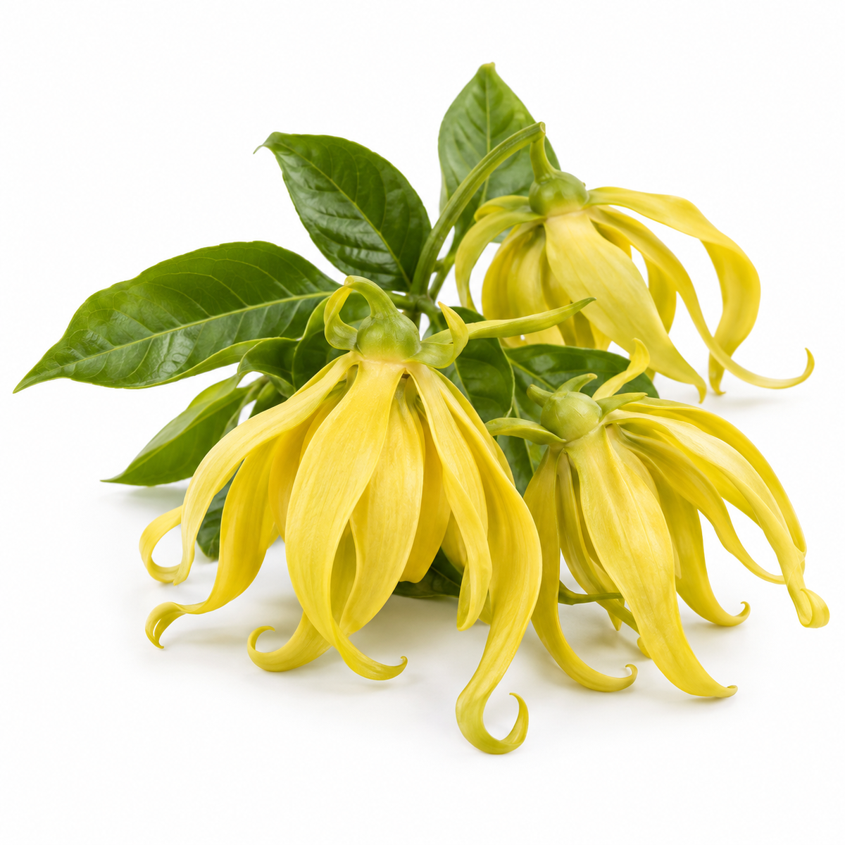 Ylang ylang source: Cananga odorata flowers.