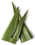 Aloe Vera Oil - The SkinScience Company