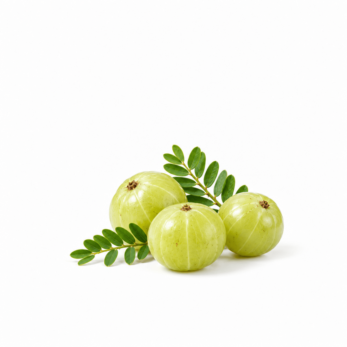Amla Oil - Wholesale - The SkinScience Company