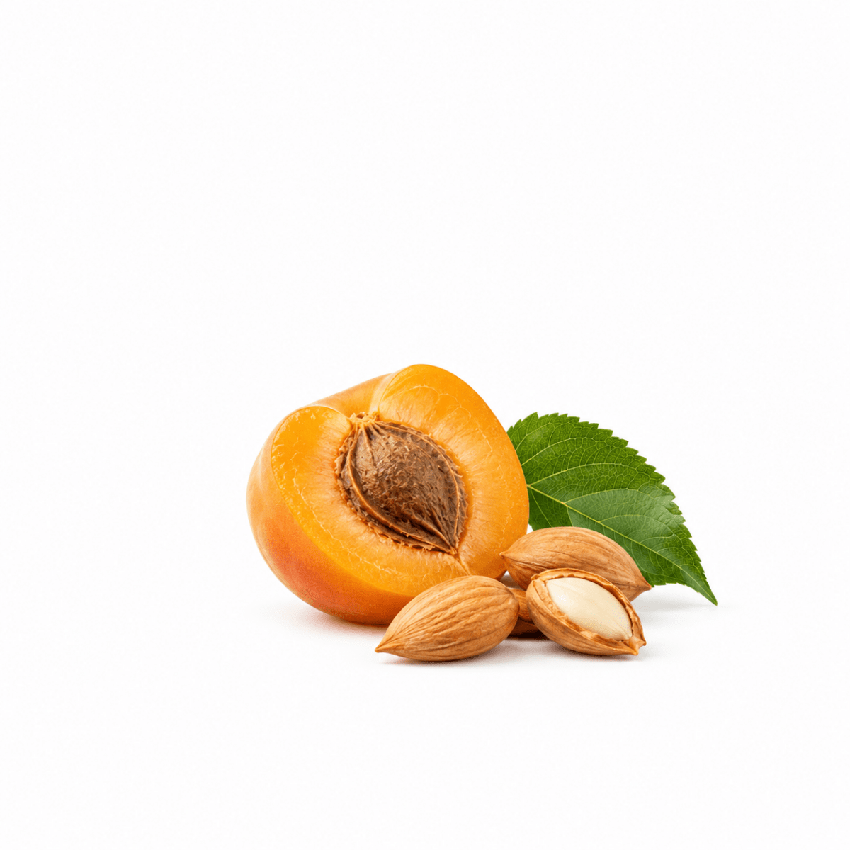 Apricot Kernel Butter - Wholesale - The SkinScience Company