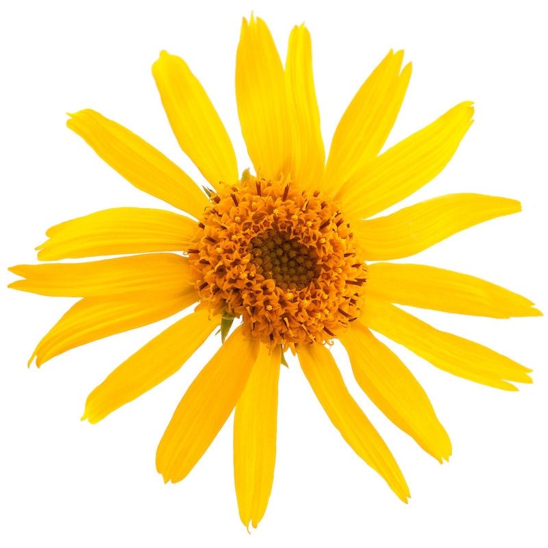 Arnica Infused Oil - The SkinScience Company